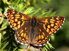 Duke of Burgundy - Hemaeris lucida © John Muddeman